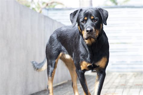 Strongest Dog Breeds