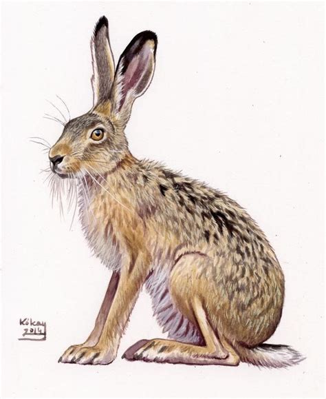 illustration hare