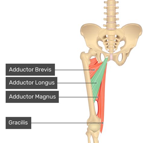 Adductor Longus Muscle