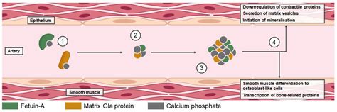 Current and Emerging Markers and Tools Used in the Diagnosis and ...