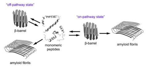 β-Barrels and Amyloids: Structural Transitions, Biological Functions ...