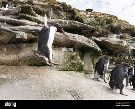 Rockhopper Penguin (Eudyptes chrysocome), subspecies western rockhopper ...