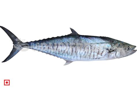 Anjal- Surmai, 1.8 Kg to 2 Kg – UDUPI FRESH