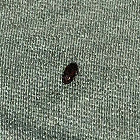 Tiny Black Bugs In My Bed at Samuel Kenneth blog
