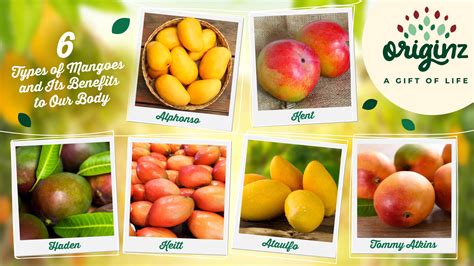 Image result for Mango Types Mango Varieties