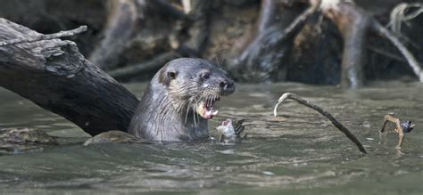 Giant River Otter Size Comparison