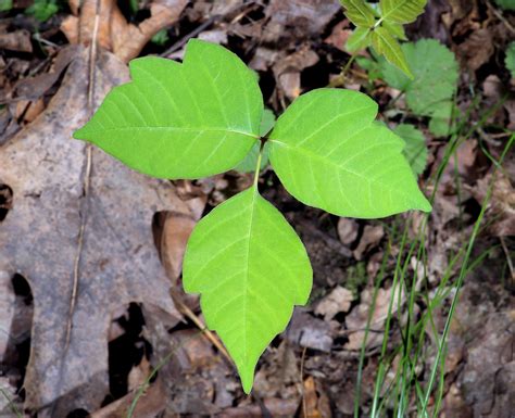 5 Leaf Poison Oak
