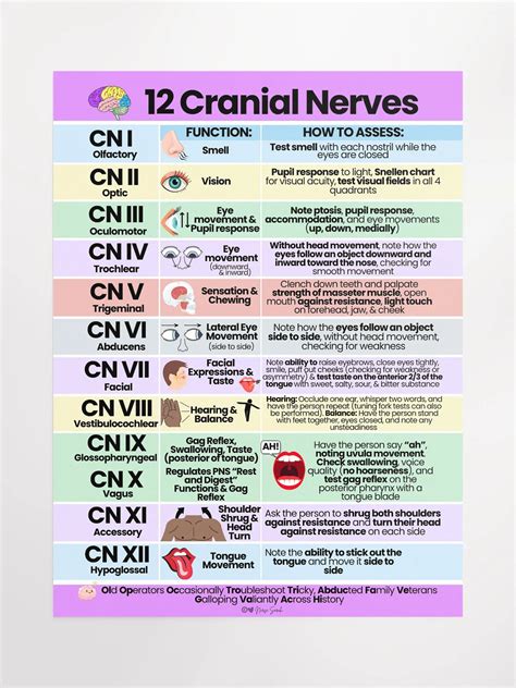 12 Cranial Nerves: Their Function and How to Assess Wall Poster | Nurse ...