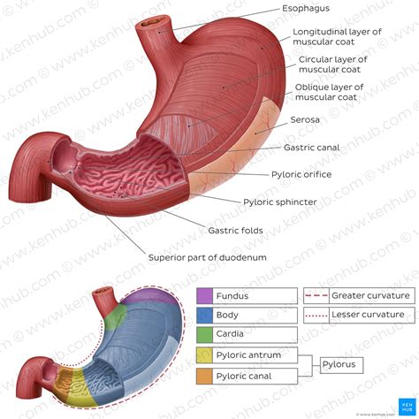 Stomach Diagram