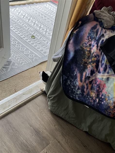 cozy pig enjoying the rain : r/AustralianCattleDog