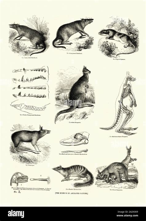 Image result for Kangaroo Evolution Tree