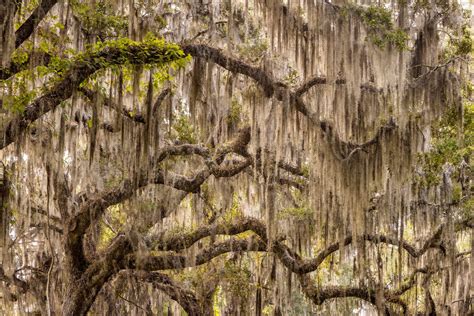 Spanish Moss