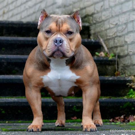 Pin by Samuel Gonzalez on American Bully - Micro, Pocket, Classic ...