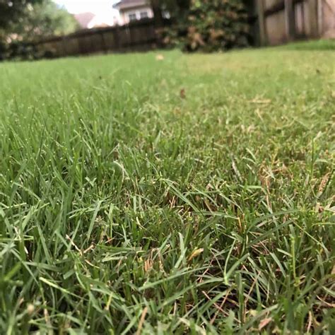 Can You Cut Wet Grass? Guide to Mowing a Wet Lawn After Rain ...