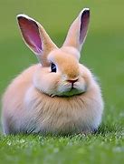 Image result for Bunny Cat