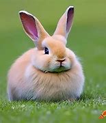 Image result for Mini Bunny Animated