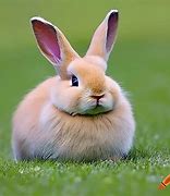 Image result for Sipping Tea Bunny
