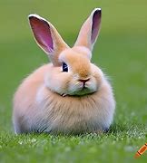 Image result for Evil Bunny Head