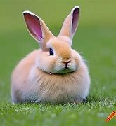 Image result for Bunny Animation Pictures