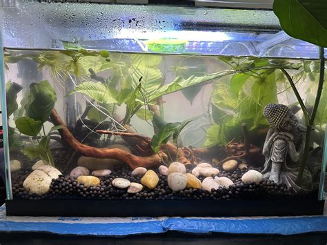 Tank mates for betta in a 5.5 gal tank? : r/bettafish