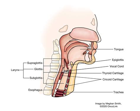 Anatomy of the Head and Neck | OncoLink