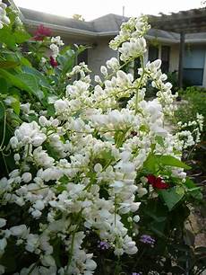 Vigorous Climbing Plants by White Coral Vine Also Could Be Planted In Combination Vigorous Climbing Plants