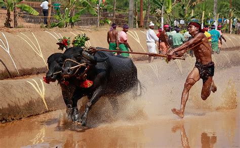 TN: SC constitutional bench upholds laws permitting Jallikattu