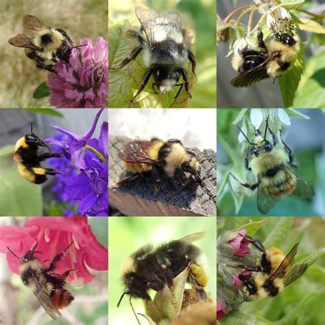 Different Species Of Bees