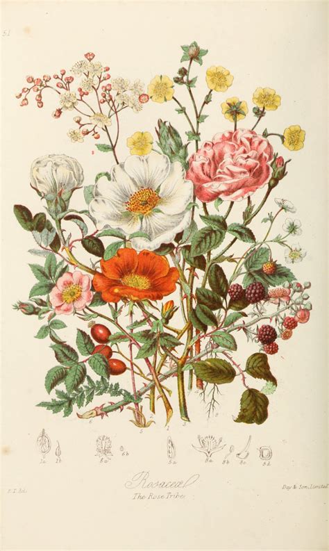 botanical illustration flowers