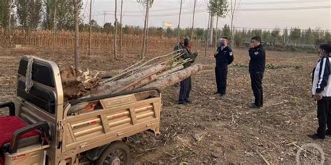 河北安平1.5万棵景观树遭砍伐破坏，村民称土地流转费迟迟未到账只能复耕_手机新浪网