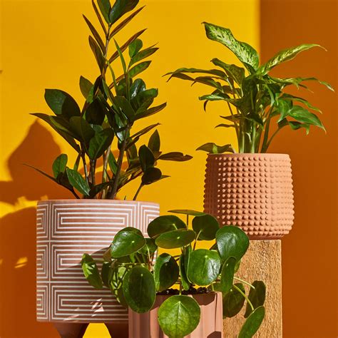 Ultimate Plant Guide: Tips to Keep Your Houseplants Alive