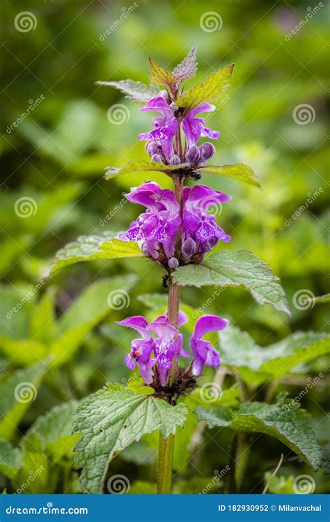 Lamium Purpureum, Known As Red Dead-nettle, Purple Dead-nettle, or ...