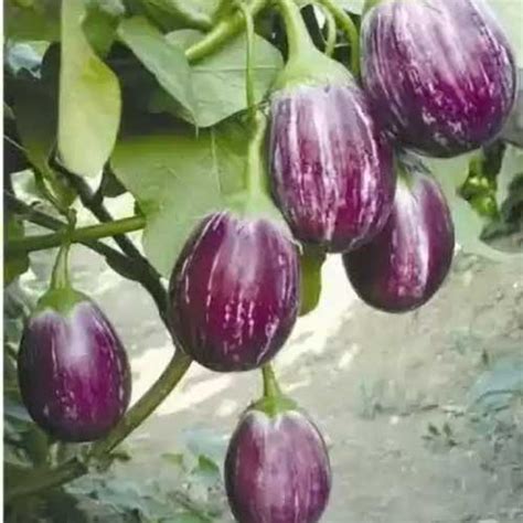 Buy Brinjal CVK Seeds - High Yield, Light Purple Fruits, Multiple Pickings