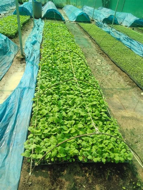 Sulakshana Nursery Garden | ARIYALUR | Nursery | Ukno - You Know