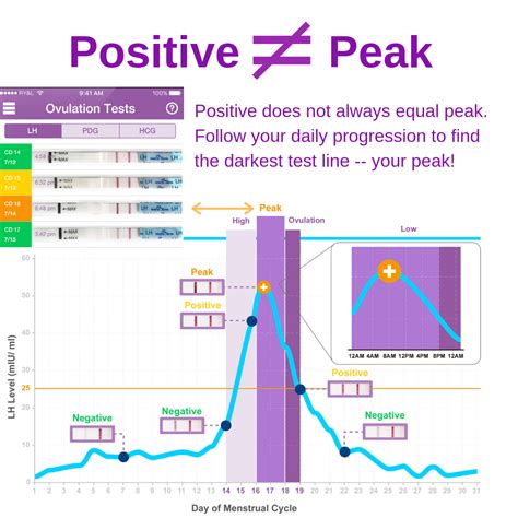 When Are You Most Fertile During Lh Surge at Ruby Najar blog