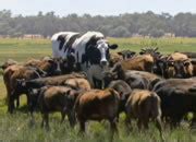 Image result for Short Value in Java