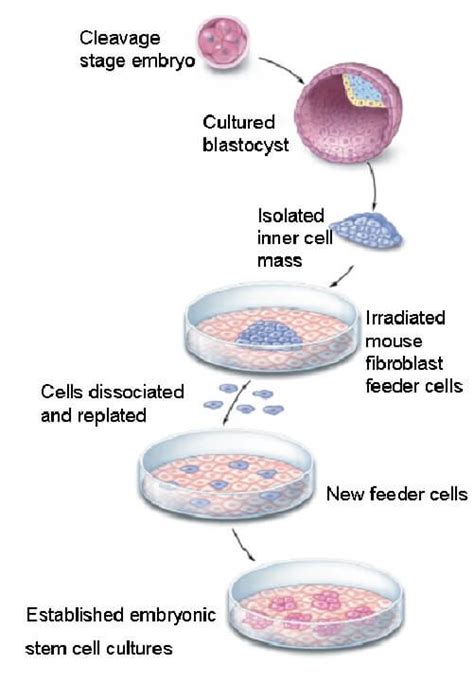 Stem Cells Science 的图像结果