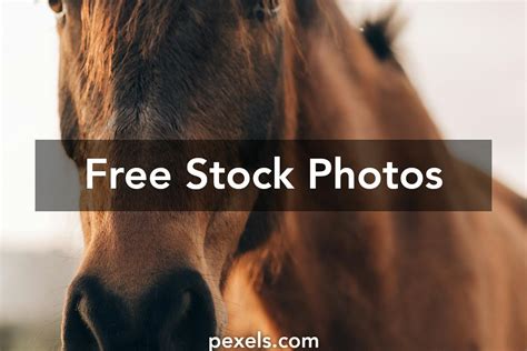 Basketball Animation 的图像结果