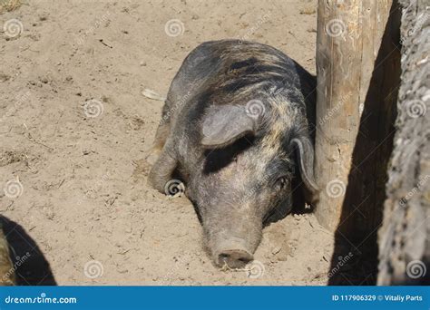 Big dirty pig stock image. Image of meat, swine, piglet - 117906275