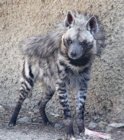 hyena,striped_LivDesert,Ca_2285 | Unusual animals, Interesting animals ...