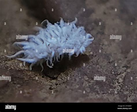 Mealybug Destroyer (Cryptolaemus montrouzieri Stock Photo - Alamy