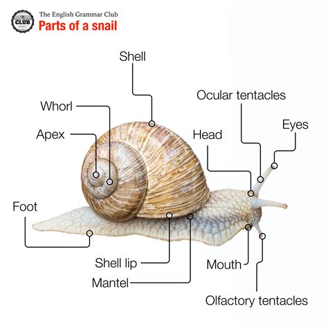 Snail Facts For Kindergarten