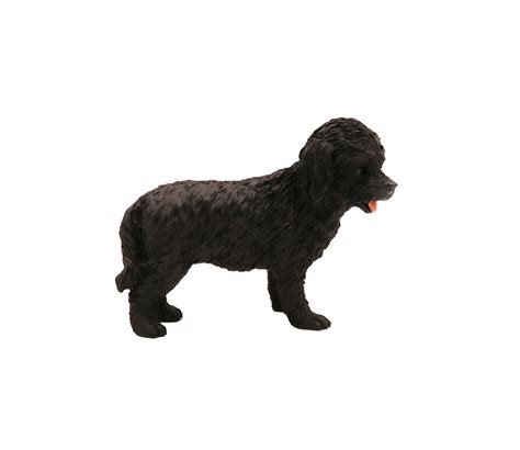 Image result for Black Cockapoo