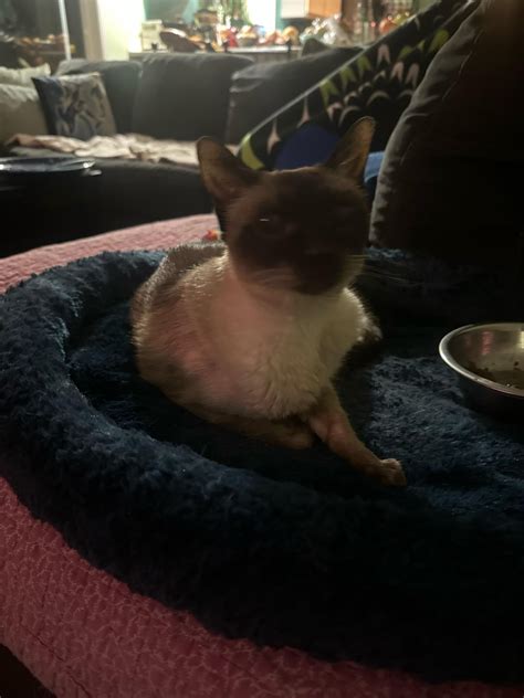 Female dogs are called “bitches” what are female cats called? (Wrong ...