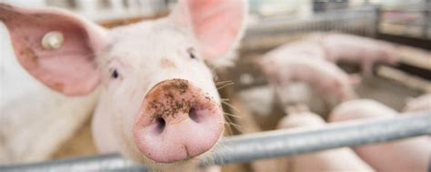 Tierwohl ade: Scharfe Kritik an Kündigung von ITW-Verträgen ...