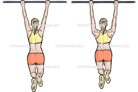 Pull Ups Muscles Worked Diagram