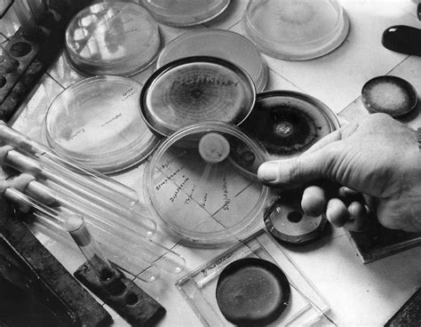 Discovery of penicillin Alexander Fleming, Antimicrobial Resistance, Allergy Asthma, Sepsis ...