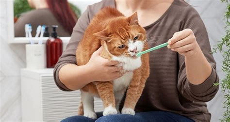 Image result for Homemade Cat Toothpaste