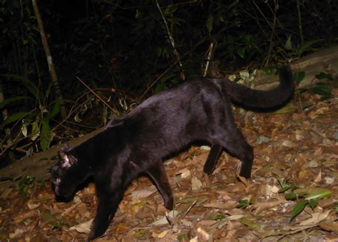 A Small Cat Spectrum: Asian Golden Cats Exhibit Six Distinct Colors | Panthera