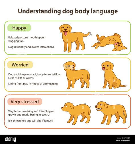 Dog body language infographic chart. Understanding dog poses that mean ...